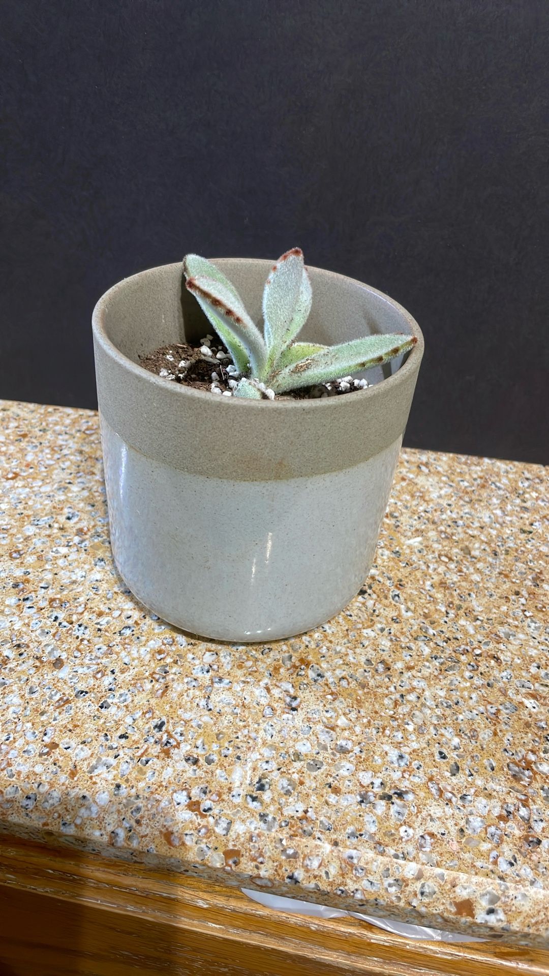 Live Succulent Plant Gift For Any Occasion
