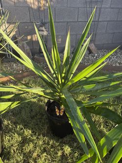 Cane Yuccas