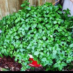 💯 Organic Well Rooted Mint Plant  6 Inches Pot. 