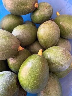 Fresh Homegrown Avocados -$10 for 15