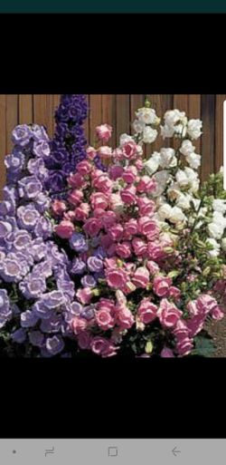 Beautiful Perennial flower plants, will bloom in a couple month or less