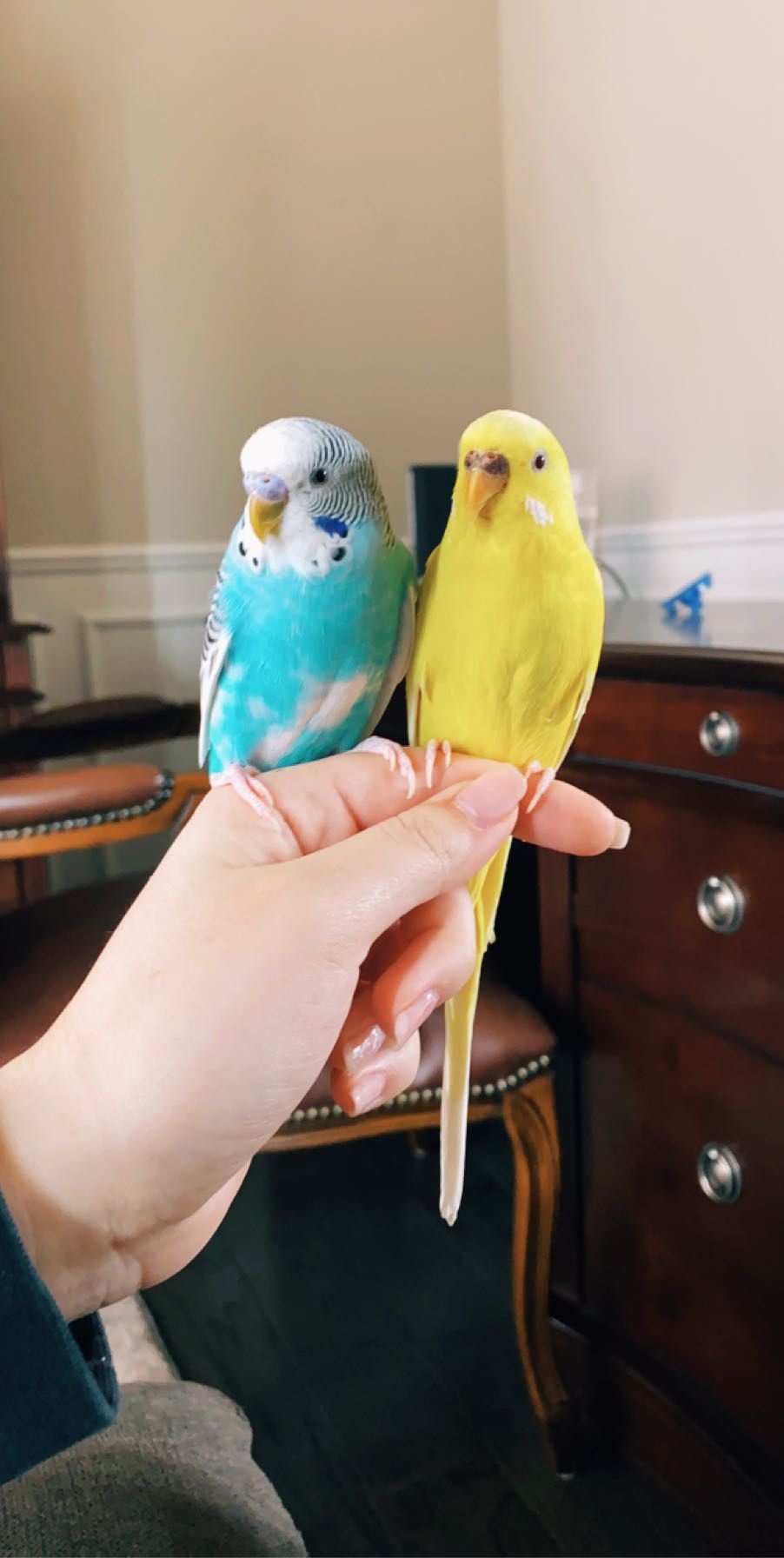 Two Parakeets for $25