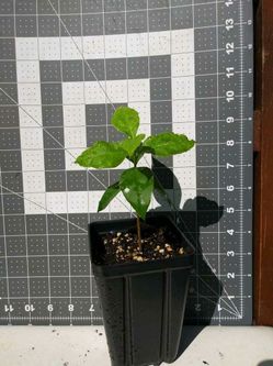 Peanut Butter Fruit Plant