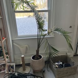 Palm Tree With Ceramic Pot