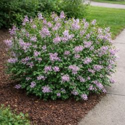 Miss Kim Dwarf Lilac Shrub