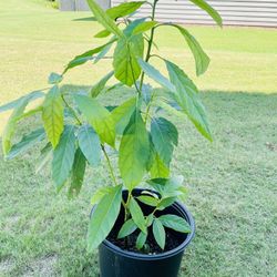 Organic Avocado Plant