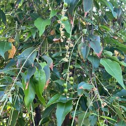 Wild Cherry 🍒 Capulin 