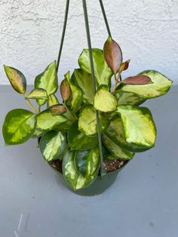 Hoya australis 'Lisa’