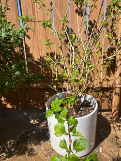 ROSE OF SHARON WHITE/PINK HIBISCUS