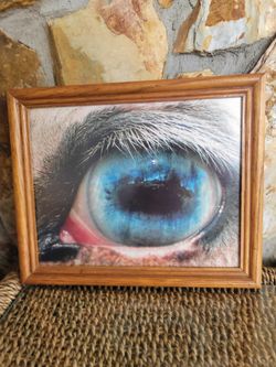 Wooden Framed "Animal Eyes" series by Armenian photographer Suren Manvelyan