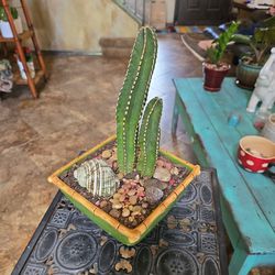 Mexican Fencepost Cactus In 6in Ceramic Pot With Colorful Rocks 