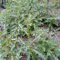 Good Work
