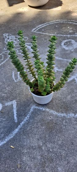 succulent plant