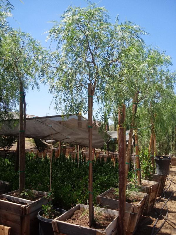 California pepper tree for Sale in Temecula, CA OfferUp
