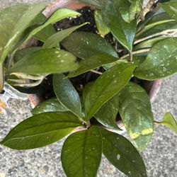 Hoya House Plant In Terracotta Pot