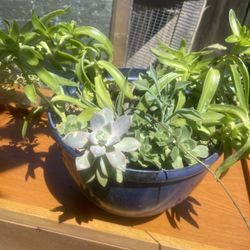 Pot Suculent Plant
