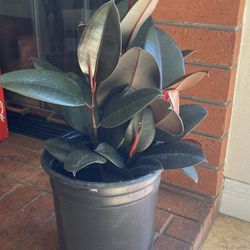 BEAUTIFUL PLANT