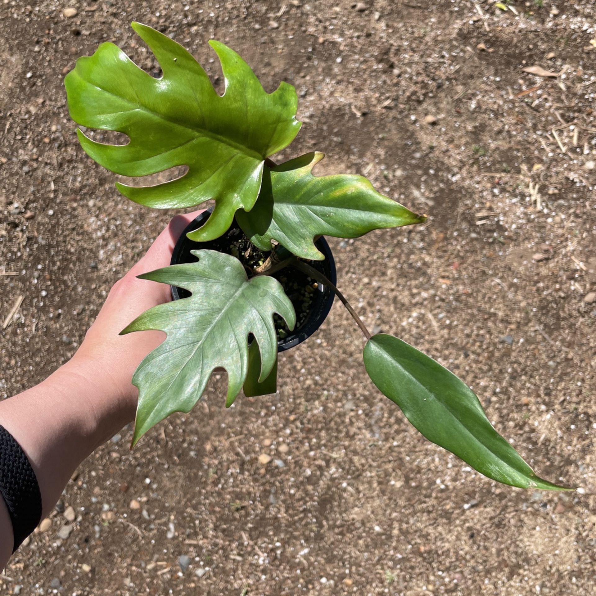 Philodendron Mayoi