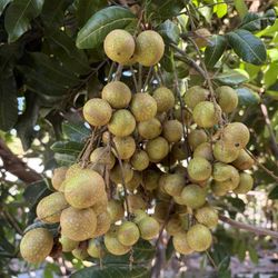 Fresh Longan $4