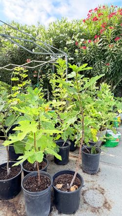 Healthy Fig Tree in Pot – Ready to Grow（$45-$60）