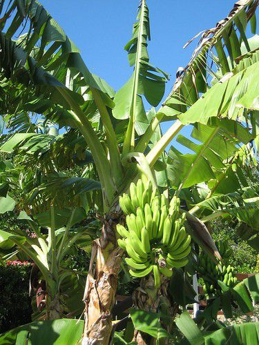 Burro banana trees / Burro plantain trees for Sale in Winter Haven, FL ...