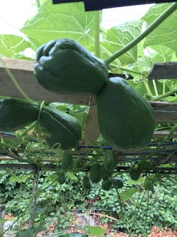 Chayote For Growing