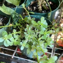 Verdolaga Benefits Plant Purslane
