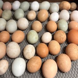 Free Range Chicken Eggs and duck eggs