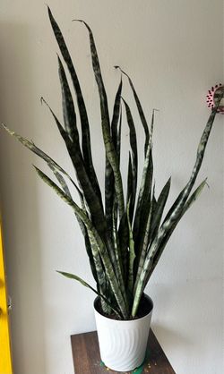 Large Snake Plant in White Pot