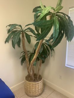 Silk Tree 