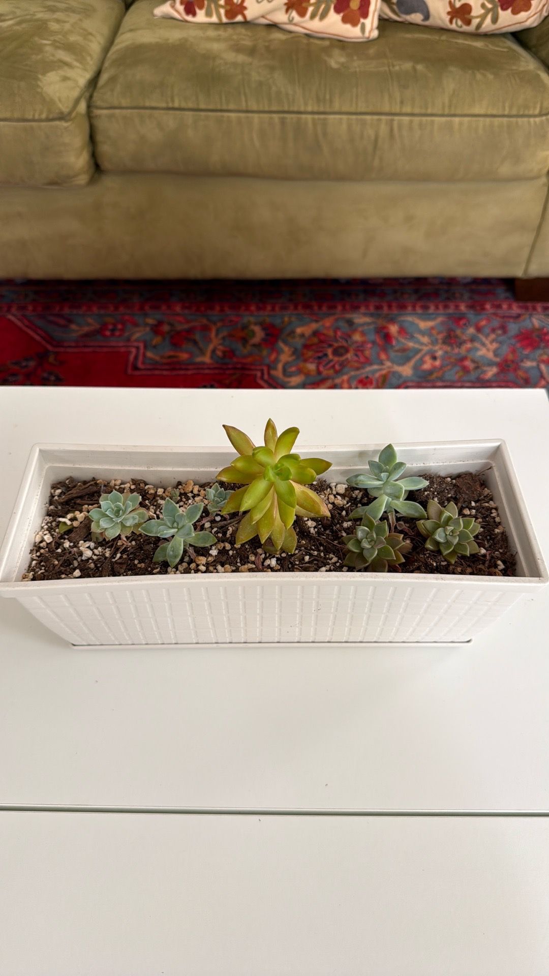Succulent plant variety in rectangle planter