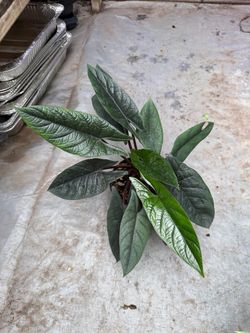 6” Alocasia Scalprum