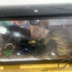 Lizard terrarium