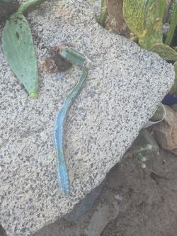 Cactus azul