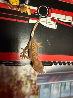 Cappuccino het ax gecko plant