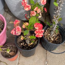 Coronas De Cristo $20.00 Cada Una 