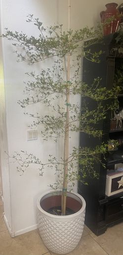 Real Live Shady Lady Black Olive Tree