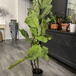 Ficus Lyrata 51” Tall Three Plants In One 7” Pot. Real