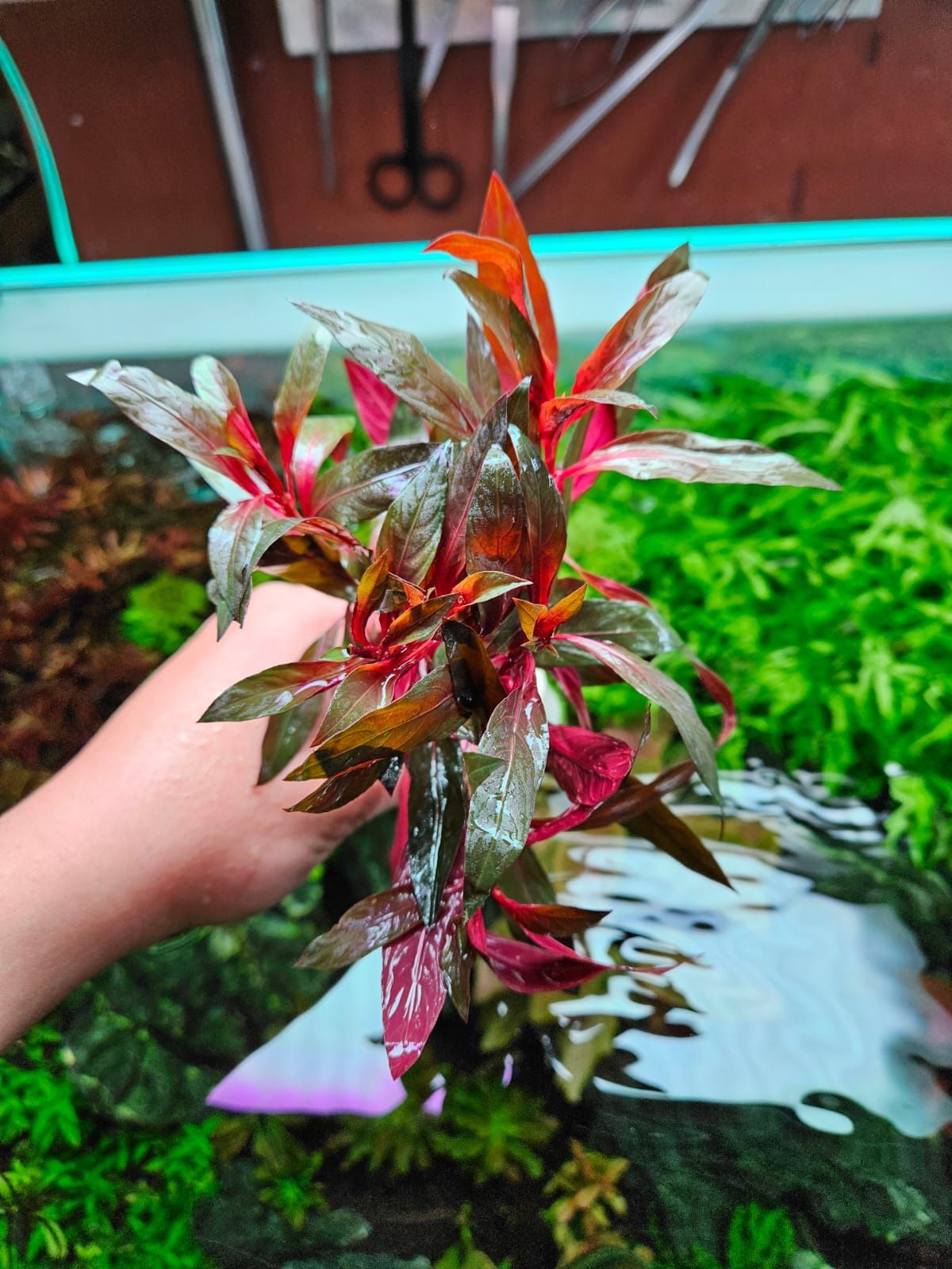 Alternanthera reineckii | Scarlet Temple Aquarium Plant - AR Aquascaping Planted Fish Tank Freshwater Stem Plant