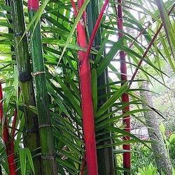 LIVE PLANT 1ft Areca vestiaria Sunset Palm Orange Crownshaft Palm Pinang Merah