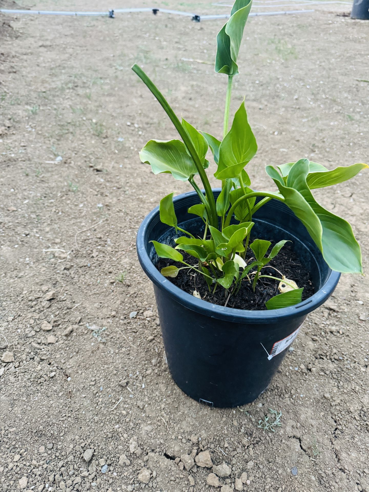 Calla Lilly Plant