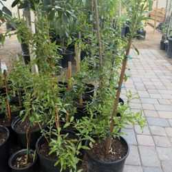 Red Pomegranate Trees Almost 3 Feet From The Ground Above $35 Each Price Firm 