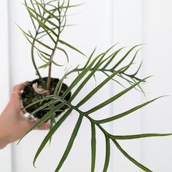 Philodendron Tortum Plant 4" Pot - Indoor House Plants