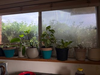 Assorted Potted Indoor Houseplants