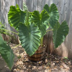 Large Barrel Planter, Potting Soil, Elephant Ear Plant