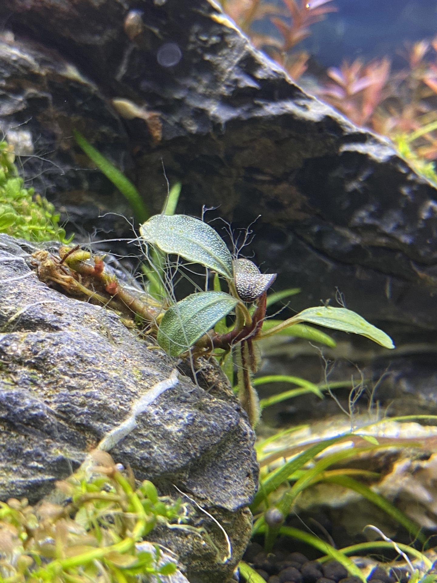 Various bucephalandra Live Aquarium Plant