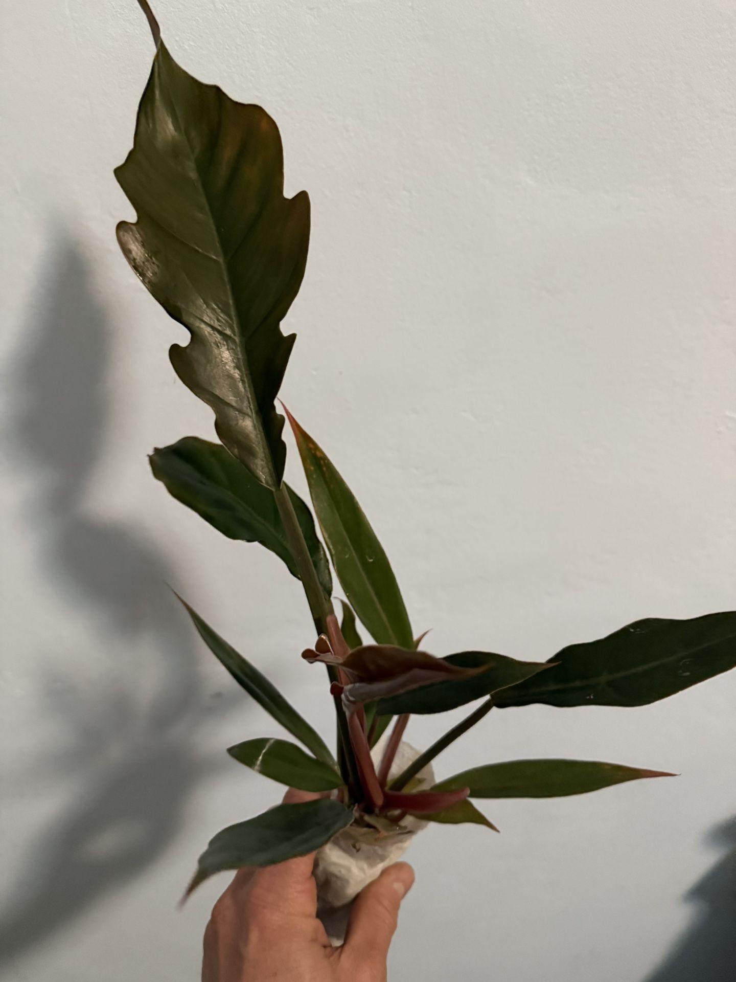 Philodendron Pluto, Red Congo, Jose Buono