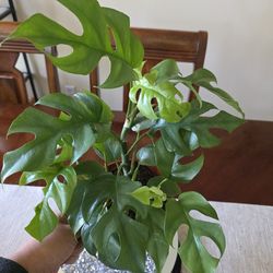 🌿 Rhaphidophora Tetrasperma (Monstera Minima)🌿