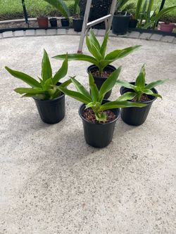 Telephone plant