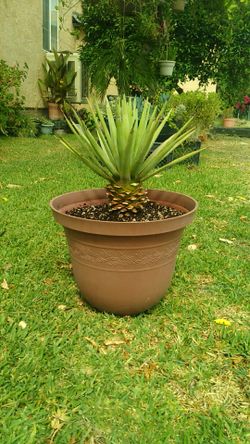 Atractivo maguey enano.